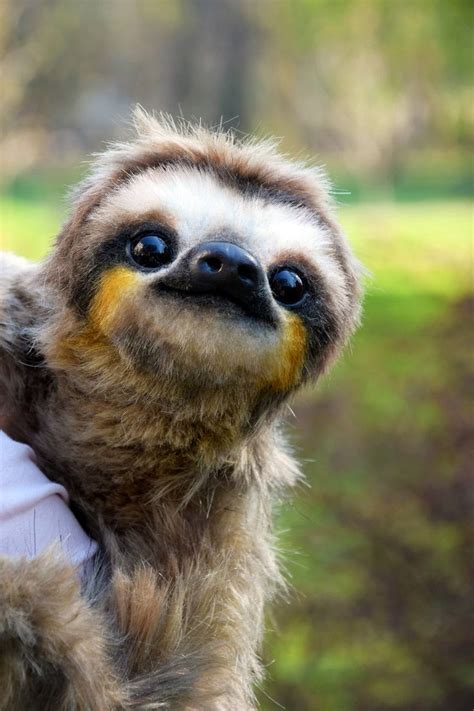 <strong>sloth</strong> animal pet. . Cute sloth pictures